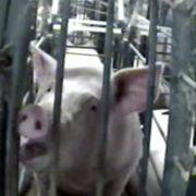 Pig in Gestation Crate - EATS act