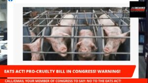 Pigs in factory farm crates
