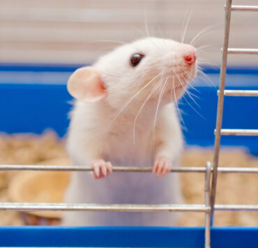 Rat looking out of a cage , perhaps from a foreign animal lab