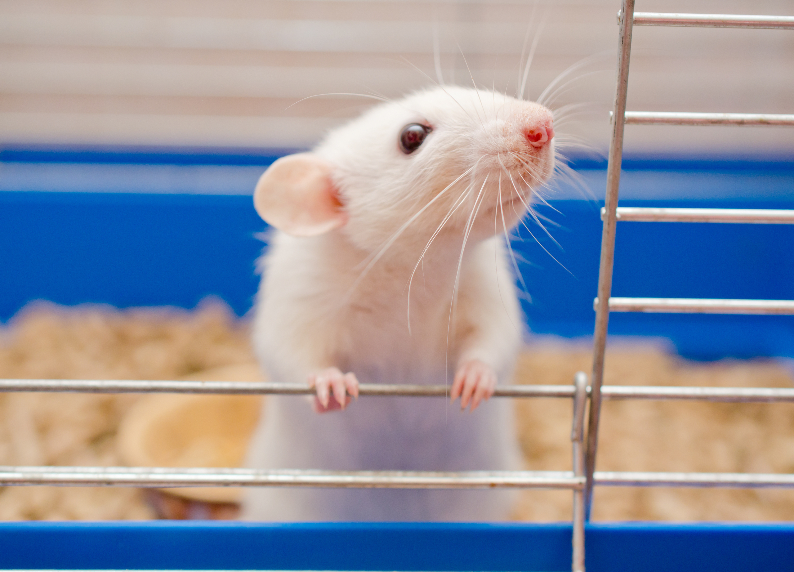 Rat looking out of a cage , perhaps from a foreign animal lab