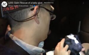 Wayne Hsiung and baby goat after open rescue.
