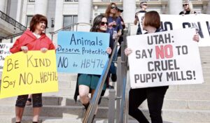 A large rally outside Utah's Capitol Building. Courtesy Humane Society of Utah