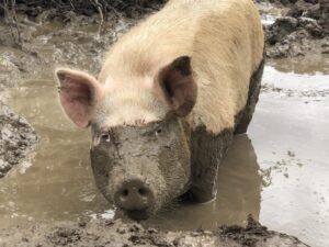 Pig from Out To Pasture Sanctuary in Oregon