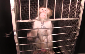 Moneky in a vivisection lab
