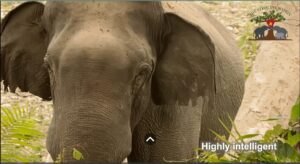 An Asian Elefant from Asian Elephants 101
