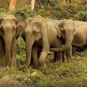 Asian Elefants from Asian Elephants 101