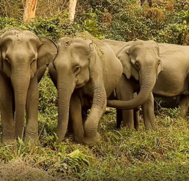 Asian Elefants from Asian Elephants 101