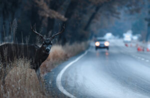 Male mule deer attempting to cross the road in Yosemite Valley