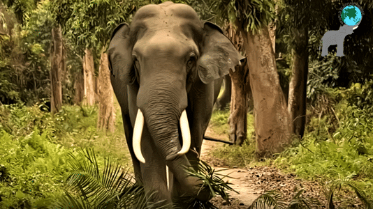 Indian elelphants gentle bulls