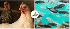 Chickens and fishes (C)Faunalytics