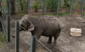 "Happy" the elephant: captured from the wild, she has been held at the Bronx Zoo for almost half a century.