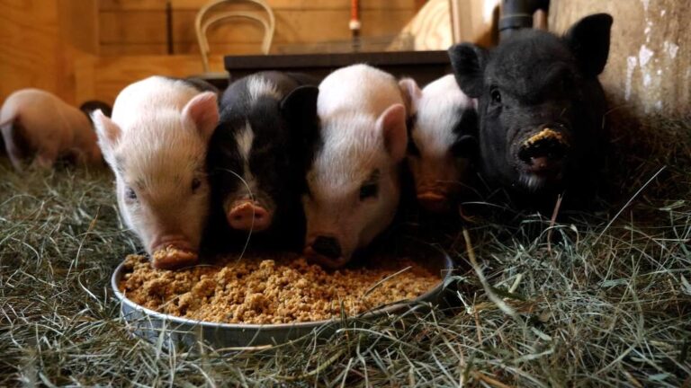 Piglets eating from tv series on UnchainedTV