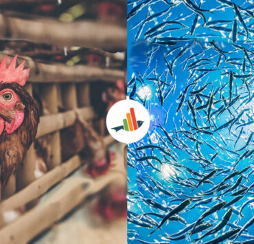 chickens and fishes (c) Faunalytics