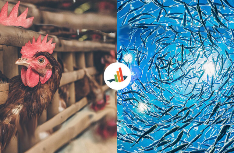chickens and fishes (c) Faunalytics
