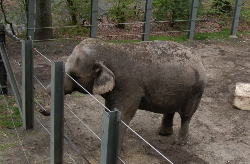 Happy the elephant at Bronx Zoo