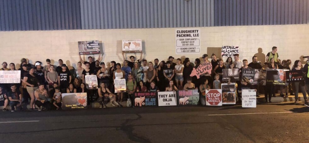 protest in pig slaughterhouse