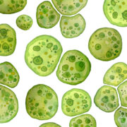 Microalgae can lead the Food 2.0 revolution