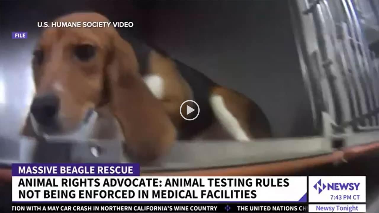 beagle animal testing