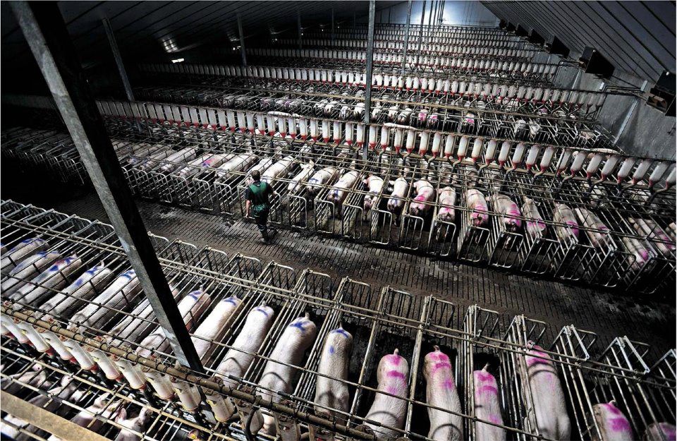 Gestation crates with pigs