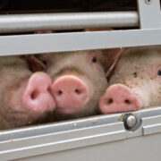 Pigs In Truck as part of US Farmed Animal Transport