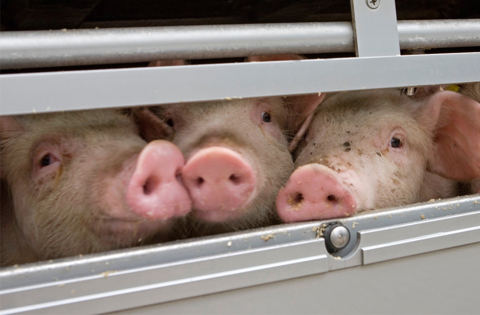 Pigs In Truck as part of US Farmed Animal Transport
