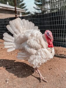 Zillah is a rescue turkey who lives at the amazing Woodstock Farm Sanctuary.