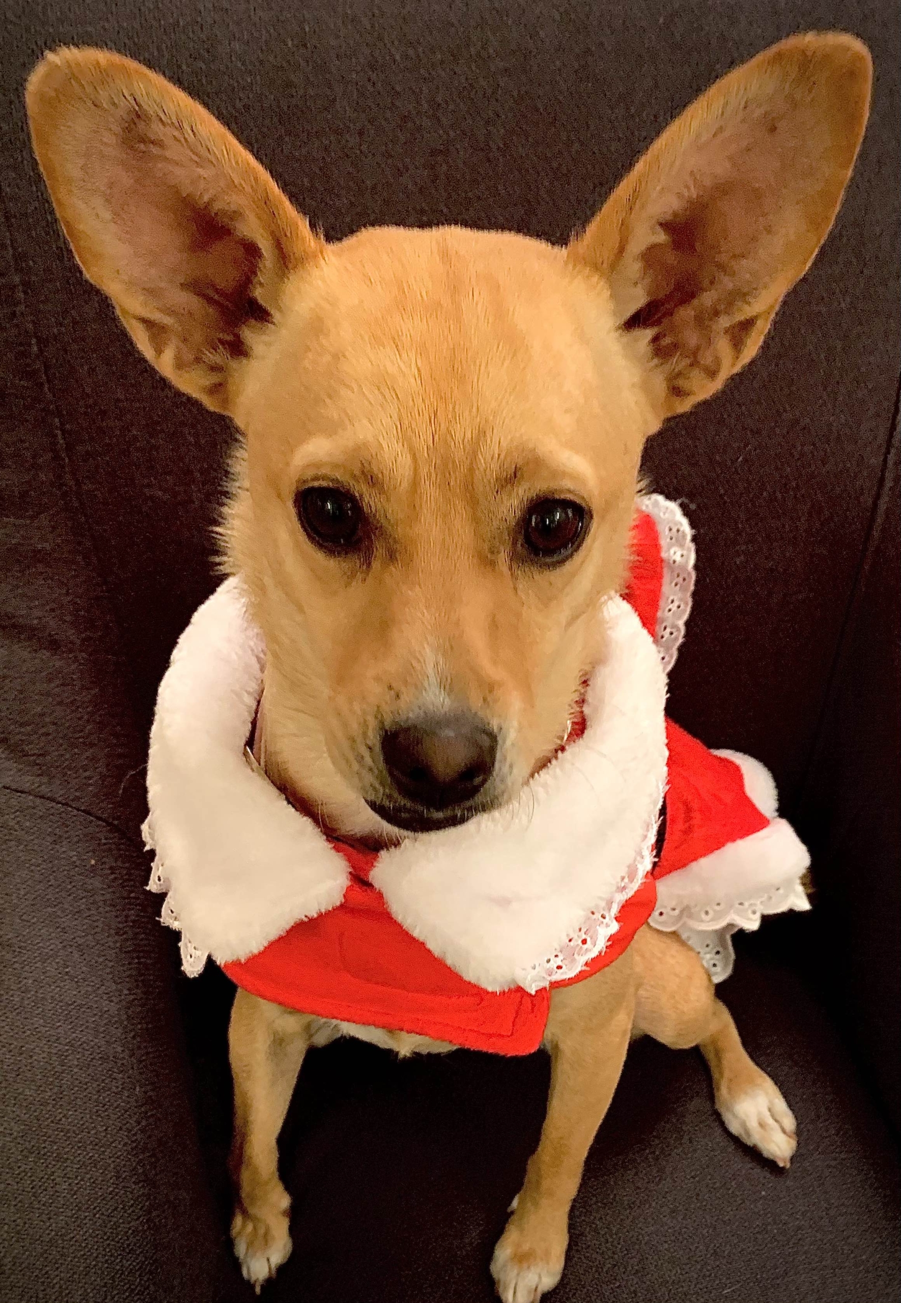 Big Eared dog in xmas garb