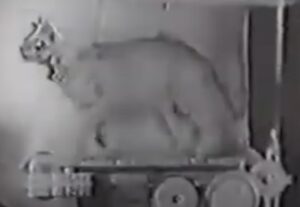 Example of a cat forced to run on a treadmill. 