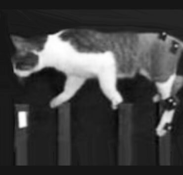 Experiments in a cat lab paid by VA