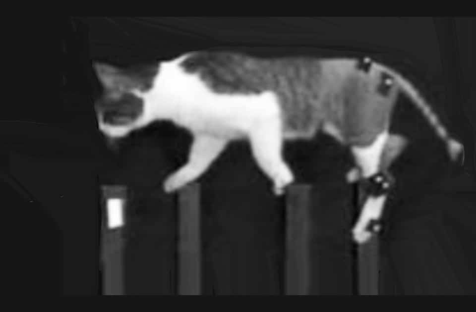 Experiments in a cat lab paid by VA