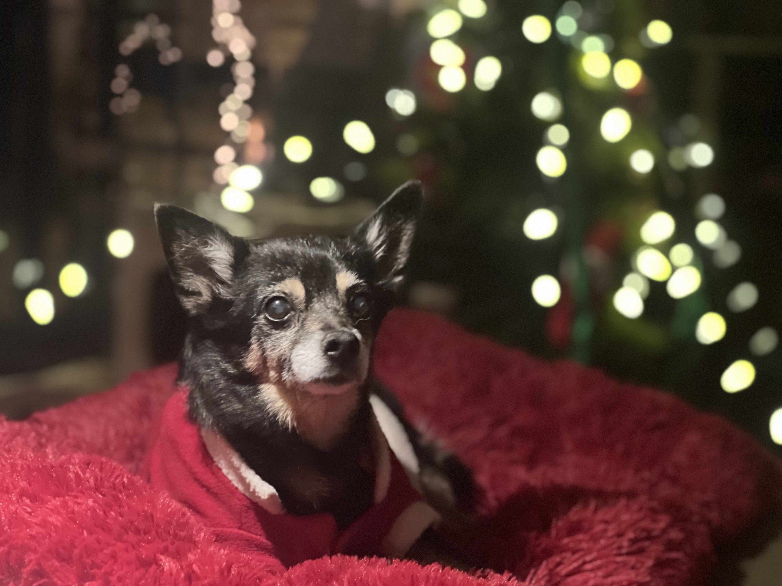 Holiday dog
