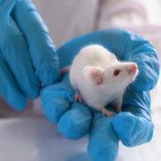 Mice in lab being tested