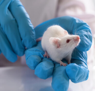 Mice in lab being tested