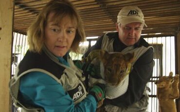 Lion Ark Team Rescuing a tiger cub