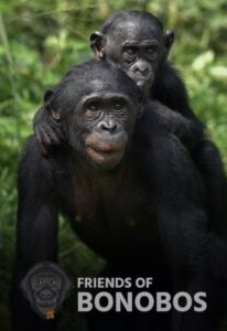 Nine compelling videos showcase the amazing work of Friends of Bonobos. Visit: bonobos.org