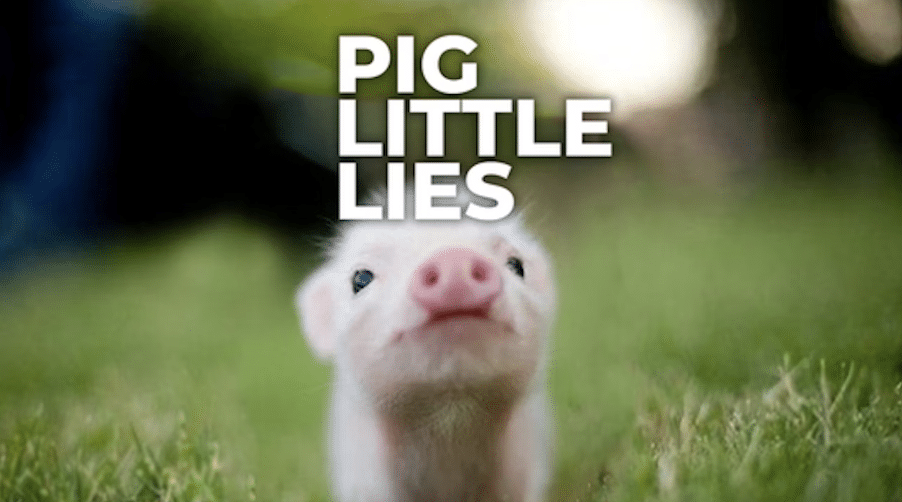 Pig Little Lies