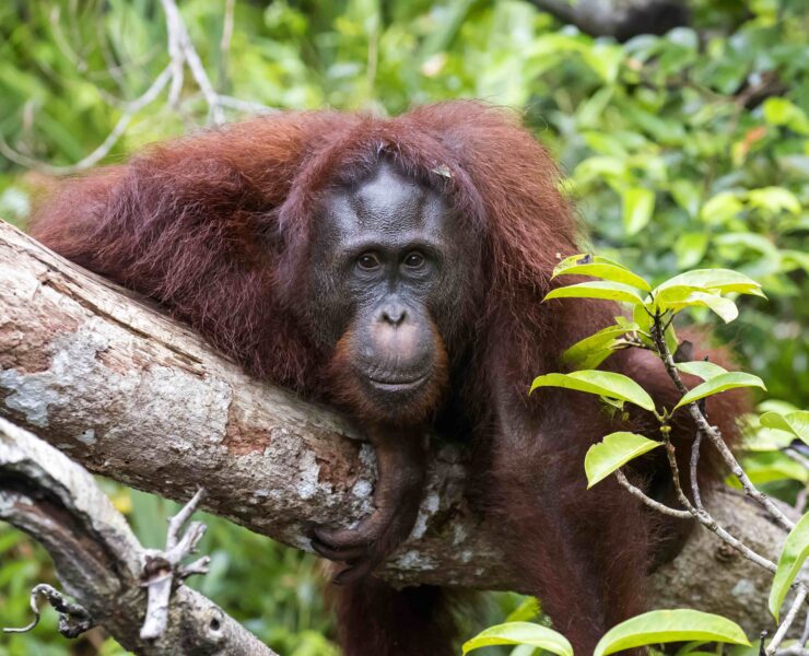 Marco from Orangutan Foundation International