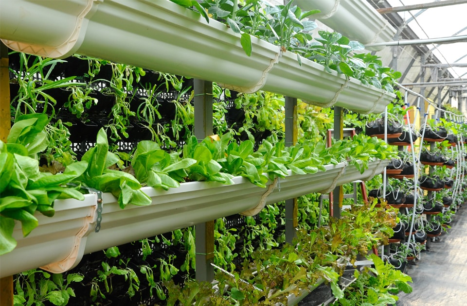 Vegetables grown in vertical farming is a type of plant-based innovation