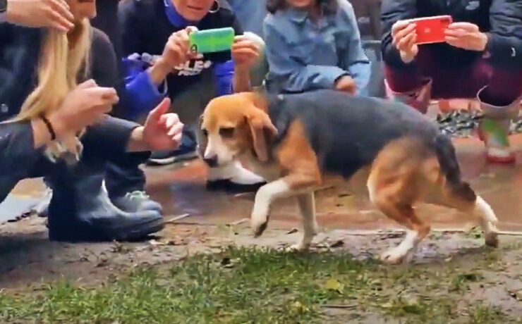 Beagles freed by Beagle Freedom Project