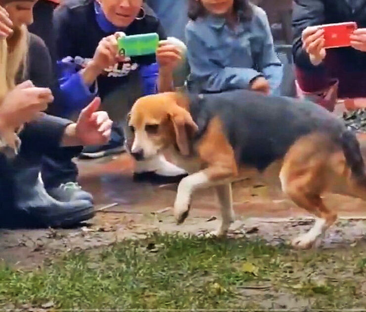 Beagles freed by Beagle Freedom Project