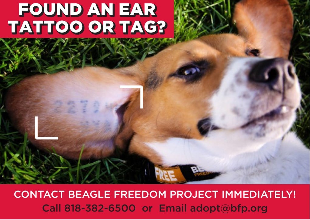 Beagles Freedom Project leaflet showing beagle