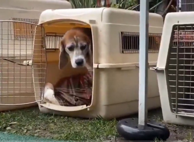 Beagles in a n animal carrier 