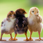 Adorable baby chicken or chick friends on natural background for concept design and decoration