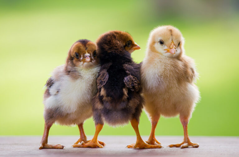 Adorable baby chicken or chick friends on natural background for concept design and decoration