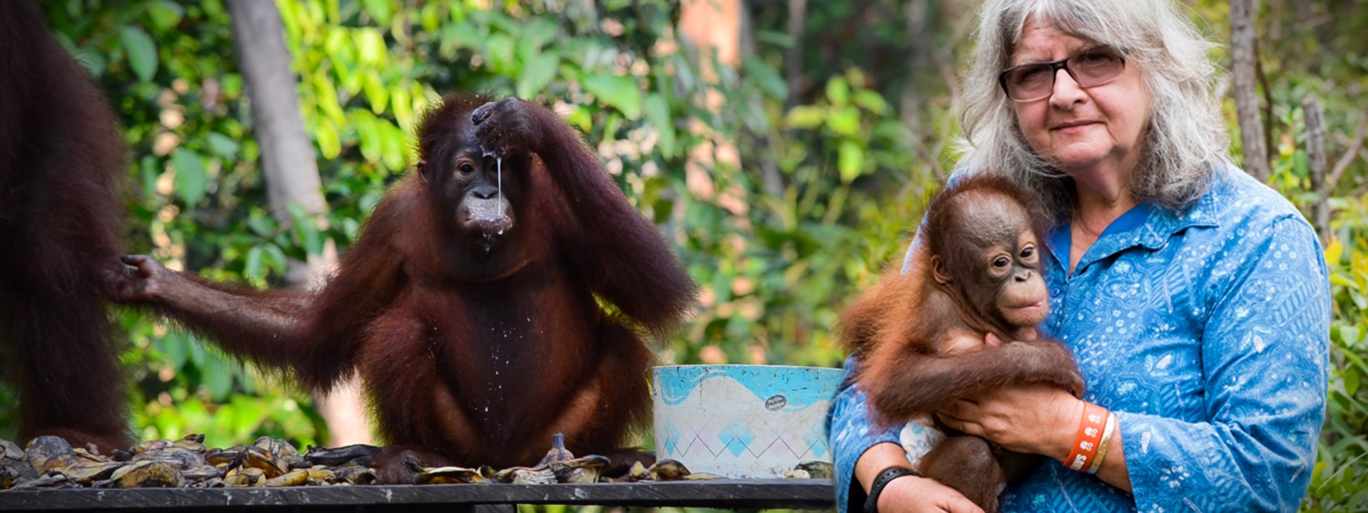orangutans documentary