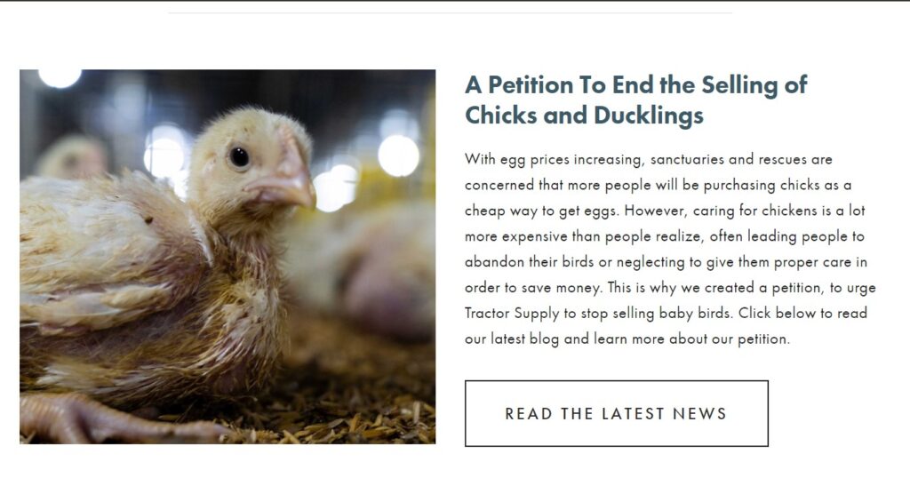 Petition about chicks sale from Woodstock Farm Sanctuary website