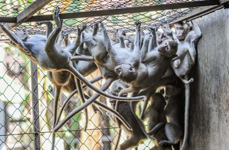 primate breeding center group macaques © Jo-Anne McArthur We Animals Media