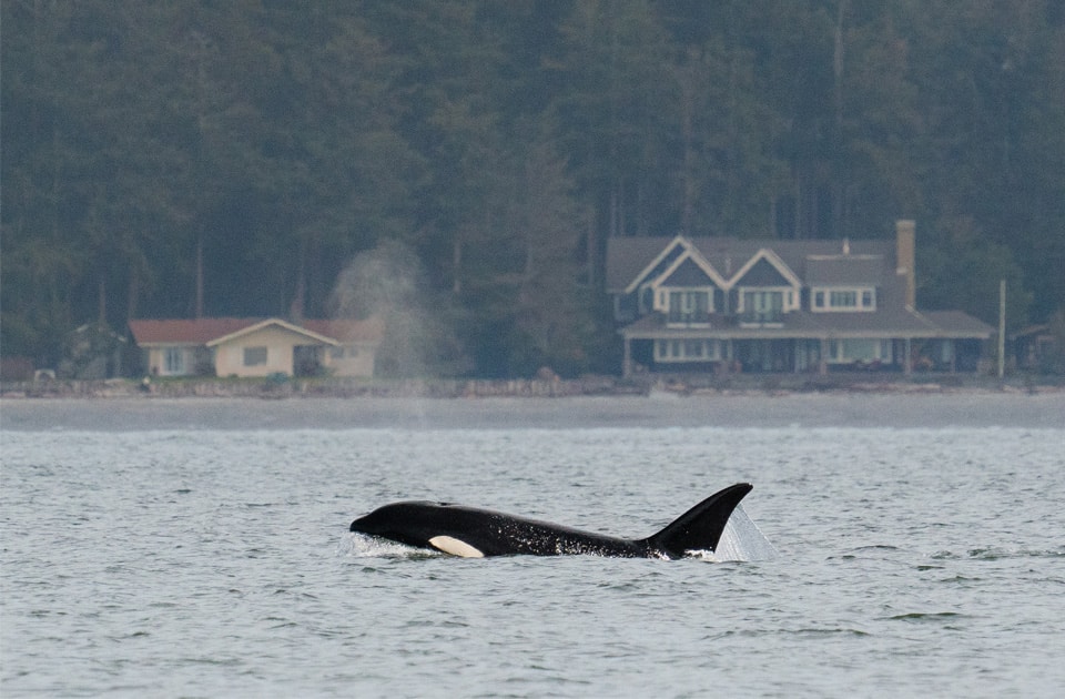 Transient orca T099, Bella, traveling in Penn Cove Whidbey Island.