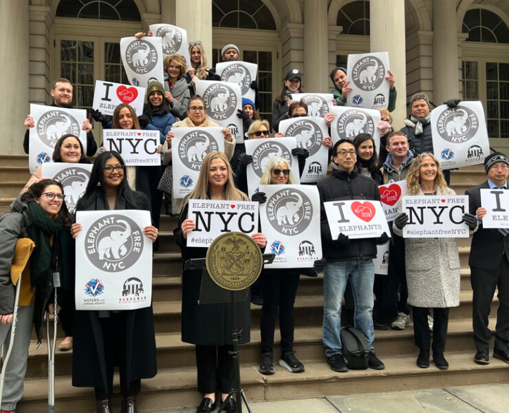 Press conference of the new bill to ban elephant captivity in NYC