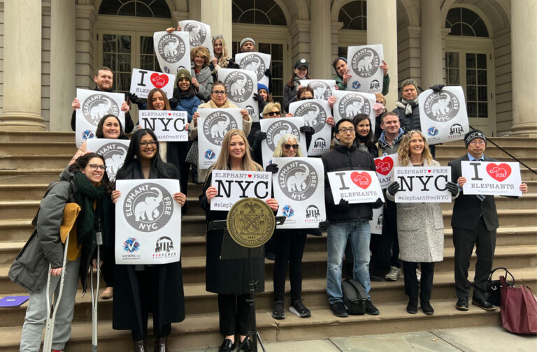 Press conference of the new bill to ban elephant captivity in NYC